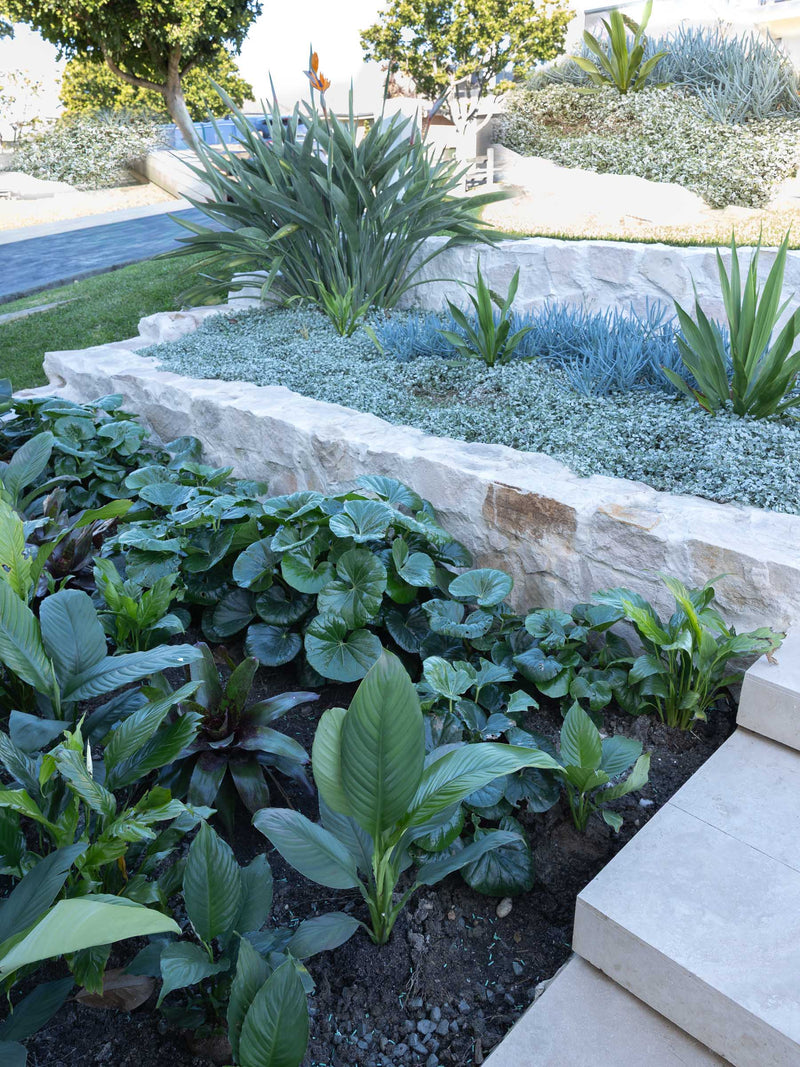 HAAUS.7 front garden with bird of paradise and stone retaining wall